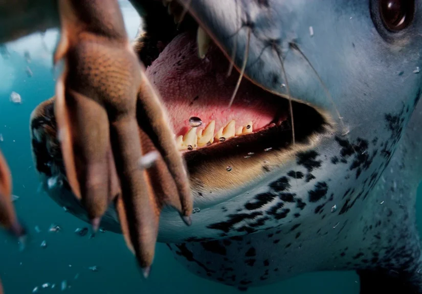 Leopard+Seal_Paul+Nicklen
