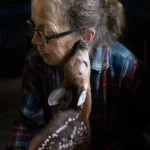 SPENCER_DW_Kim&TheFawn